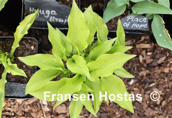 Hosta Devon Gold